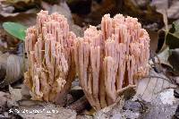 Ramaria formosa image