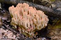 Ramaria botrytoides image