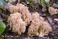 Ramaria varians image