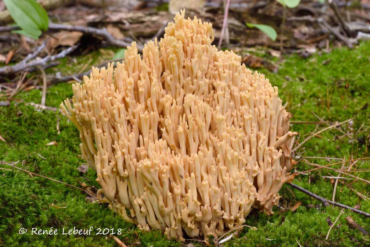 Ramaria subtilis image