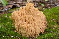 Ramaria subtilis image