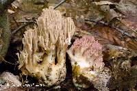 Ramaria botrytis image