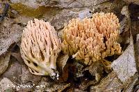 Ramaria formosa image