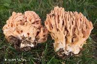 Ramaria formosa image