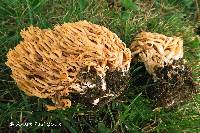 Ramaria neoformosa image