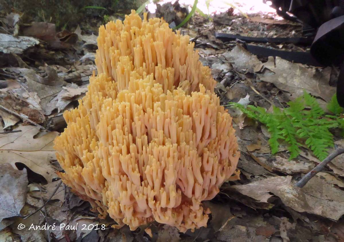 Ramaria subtilis image