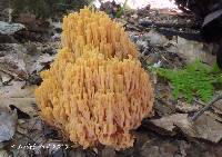 Ramaria subtilis image