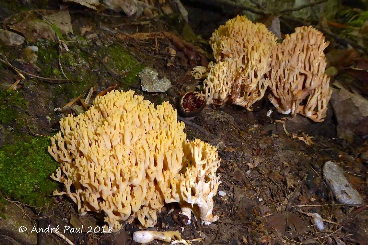 Ramaria grundii image