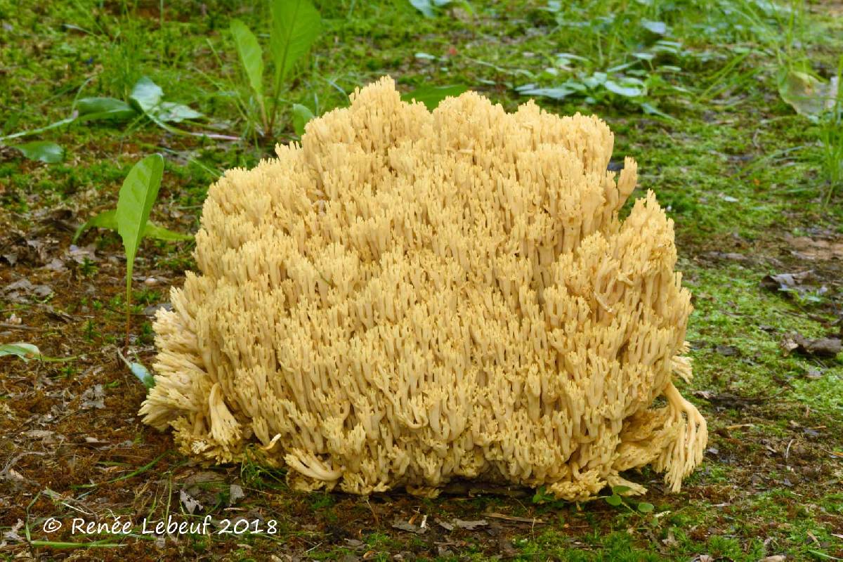Ramaria schildii image