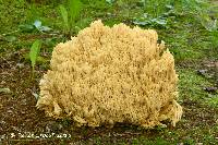 Ramaria schildii image