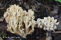 Ramaria varians image