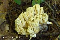 Ramaria magnipes image