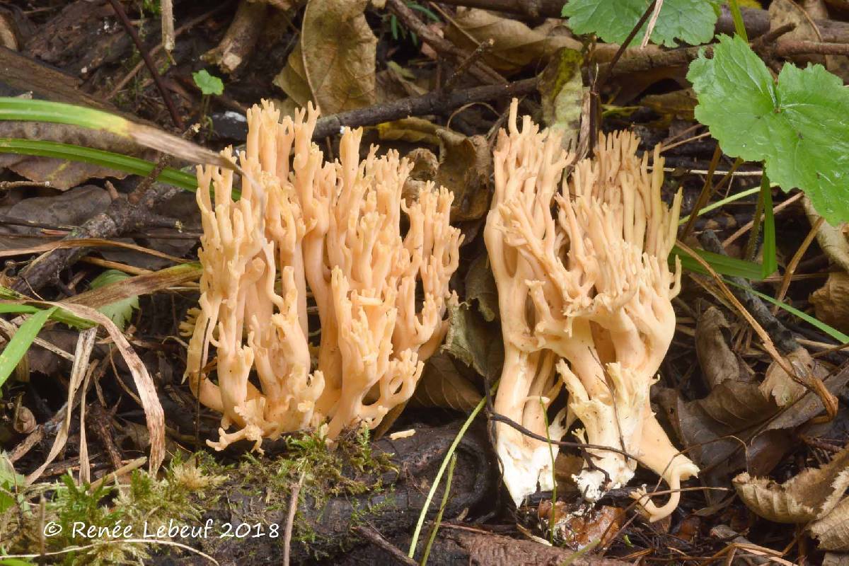 Ramaria synaptopoda image