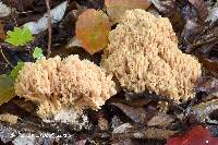 Ramaria subtilis image