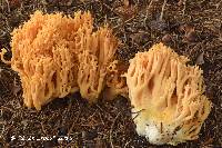 Ramaria largentii image