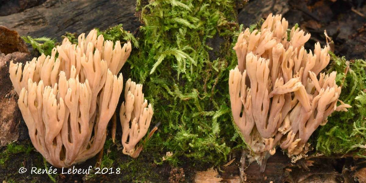 Ramaria apiculata var. brunnea image