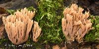 Ramaria apiculata var. brunnea image