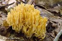 Ramaria flavigelatinosa image