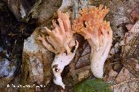 Ramaria formosa image