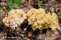 Ramaria magnipes image