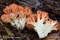 Ramaria stuntzii image