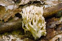 Ramaria varians image