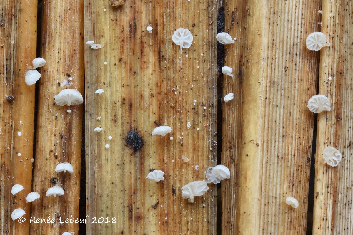 Resinomycena saccharifera image