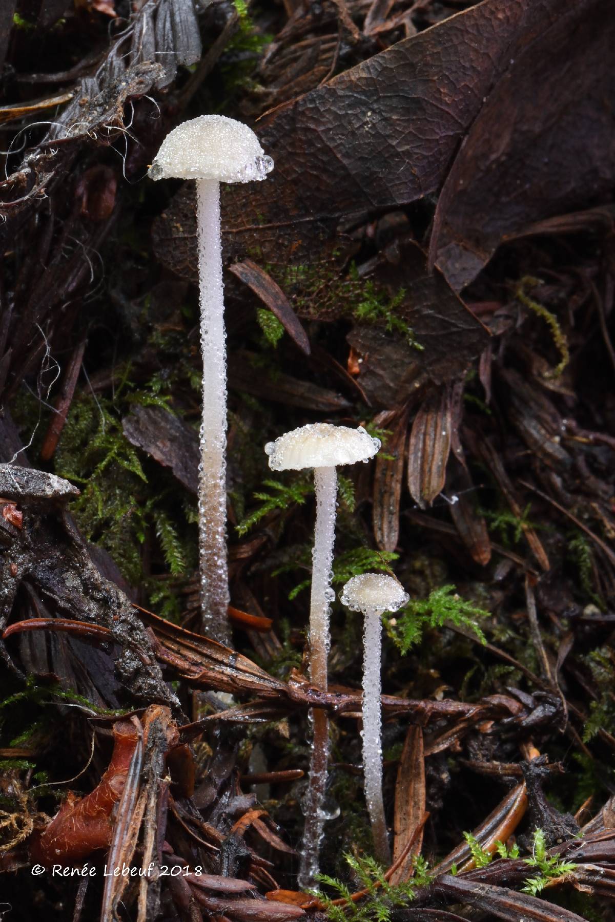 Rhizomarasmius undatus image