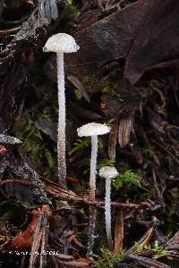 Rhizomarasmius undatus image