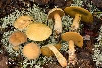 Suillus tomentosus image