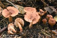 Tricholoma vaccinum image