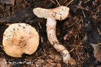 Tricholoma dulciolens image