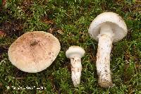 Tricholoma dulciolens image