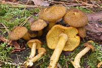 Tricholomopsis decora image