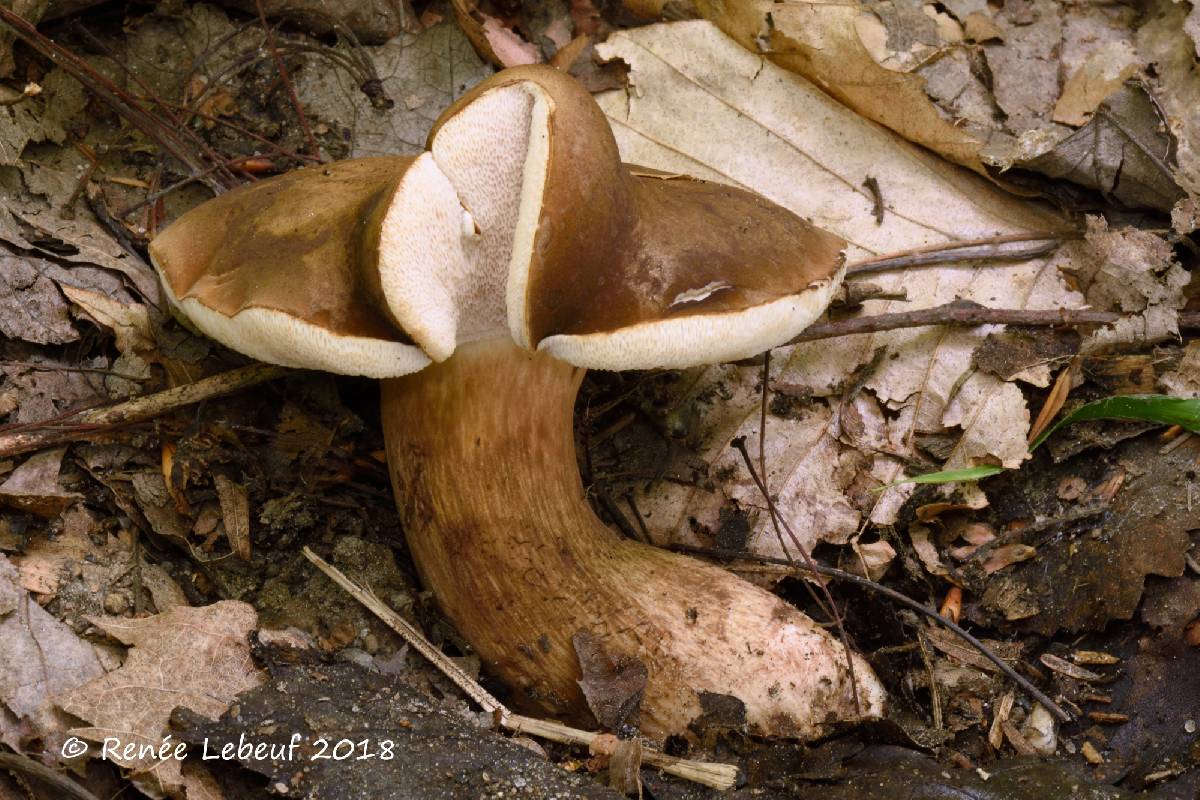 Tylopilus appalachiensis image