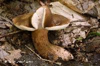 Tylopilus appalachiensis image