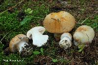 Cortinarius coniferarum image