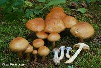 Cortinarius caninus image