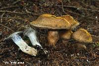 Cortinarius infractus image