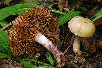 Cortinarius porphyropus image