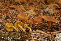 Cortinarius croceus image