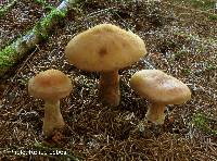 Cortinarius piceidisjungendus image