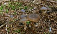 Cortinarius decipiens image