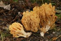 Ramaria flavigelatinosa var. flavigelatinosa image