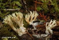 Ramaria apiculata image