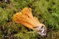 Ramaria leptoformosa image