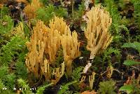 Ramaria myceliosa image