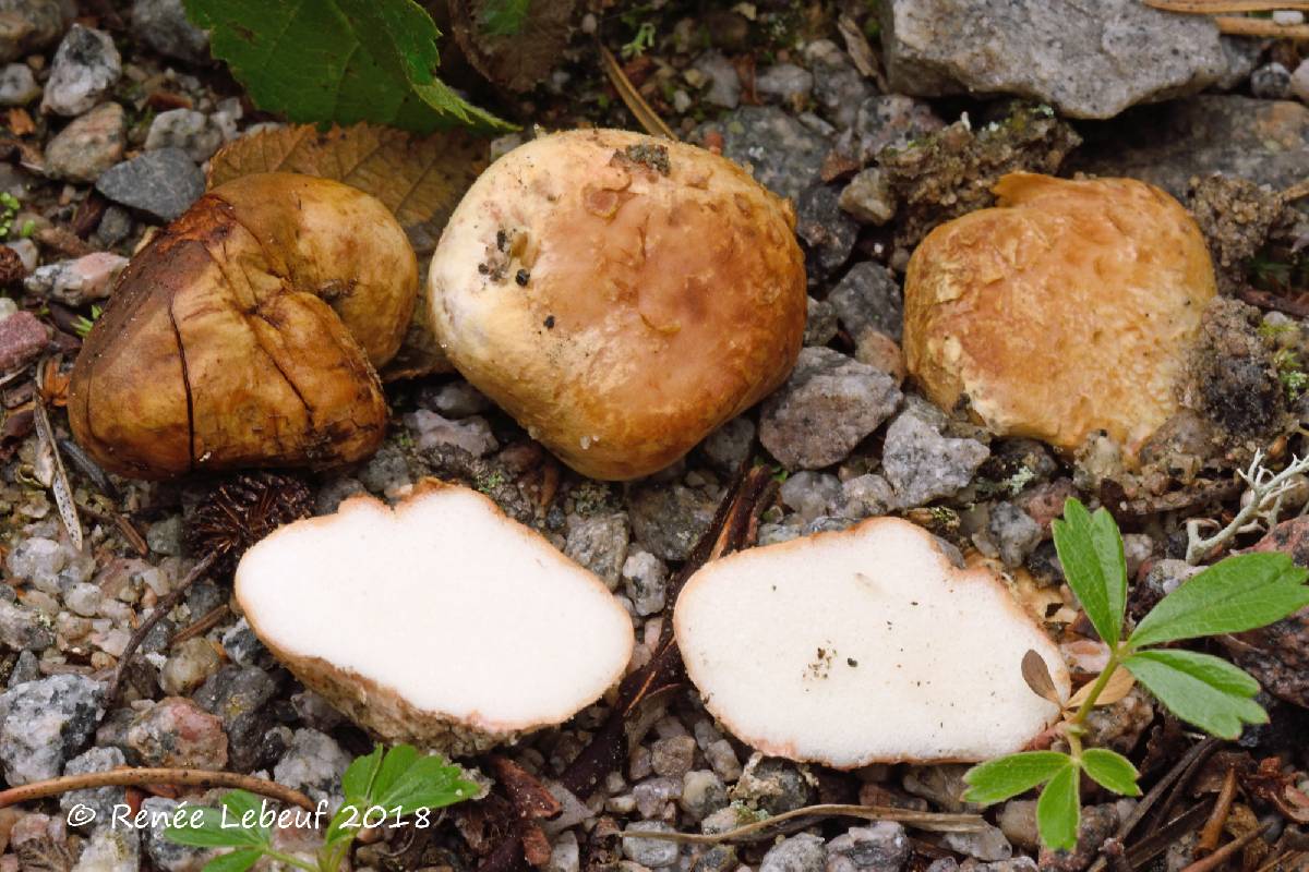 Rhizopogon pseudoroseolus image