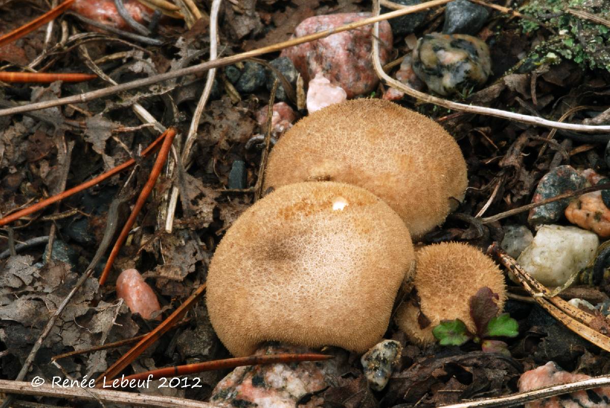 Lycoperdon lambinonii image