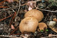 Image of Lycoperdon lambinonii